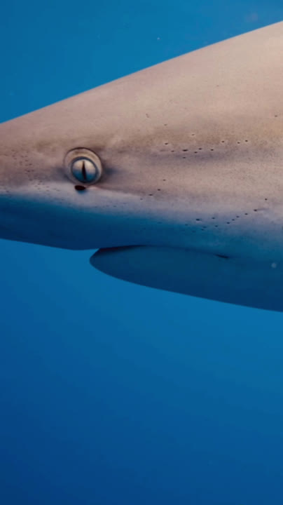 Charlotte Aasbie video